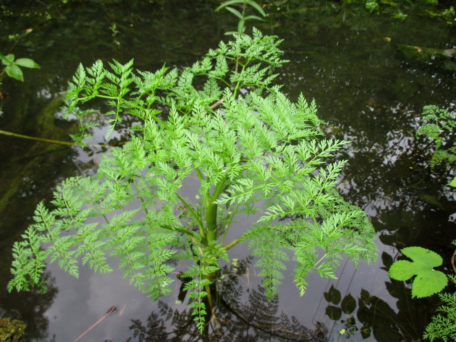 Омежник яванский