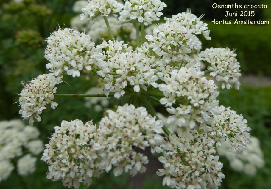 Болиголов пятнистый