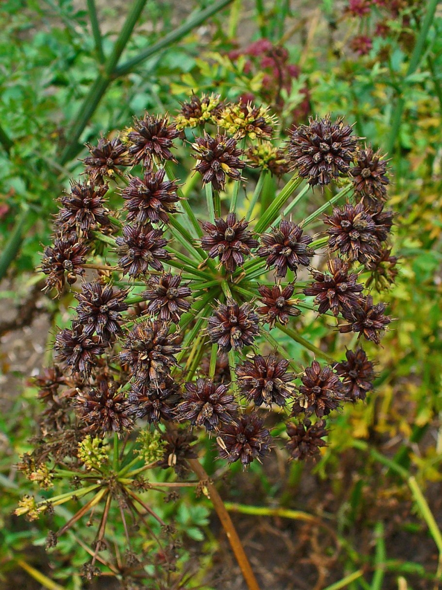 Сельдерейные зонтичные
