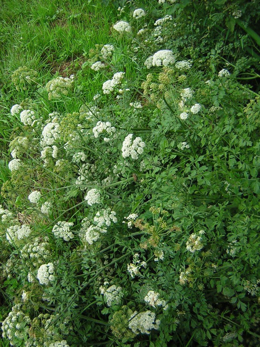 Растение Oenanthe crocata