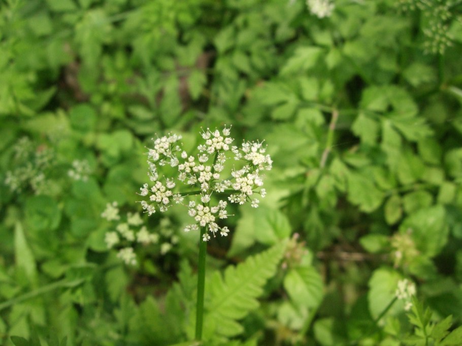 Болиголов пятнистый растение