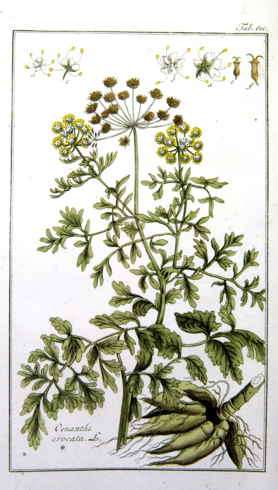 Levisticum officinale