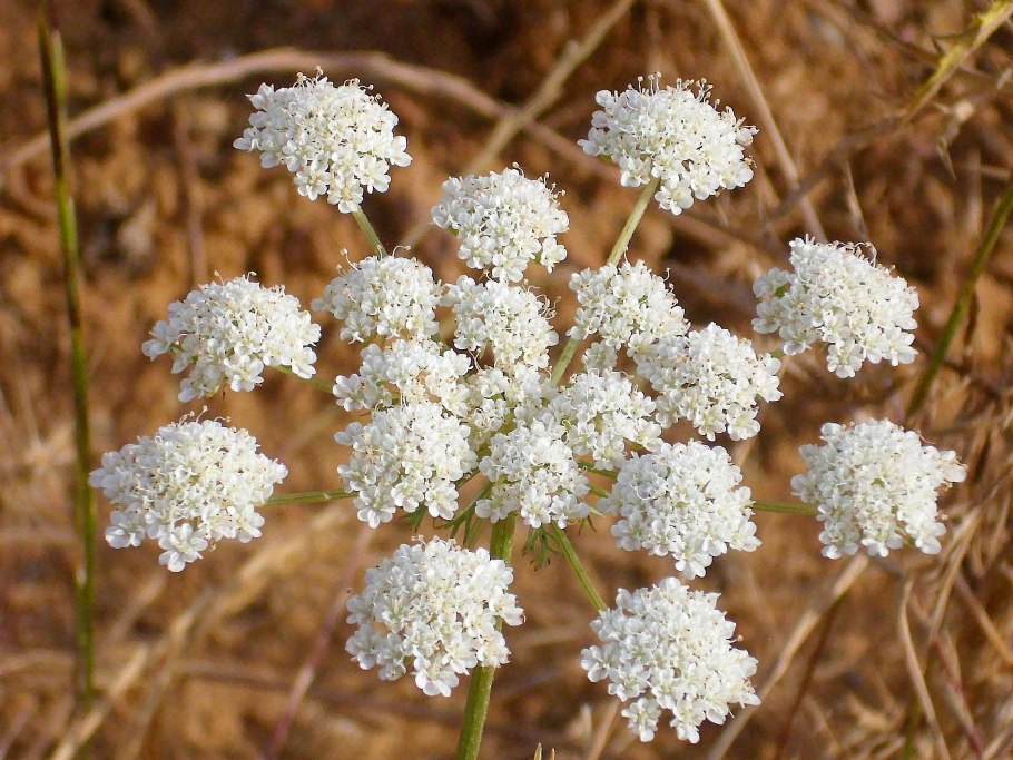 Oenanthe crocata