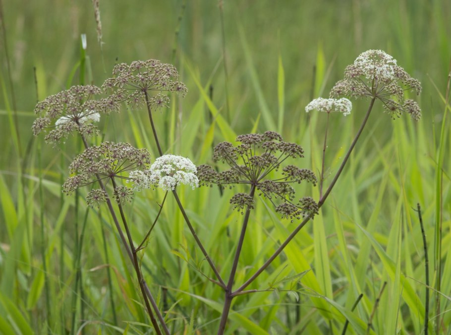 Цикута Дудник
