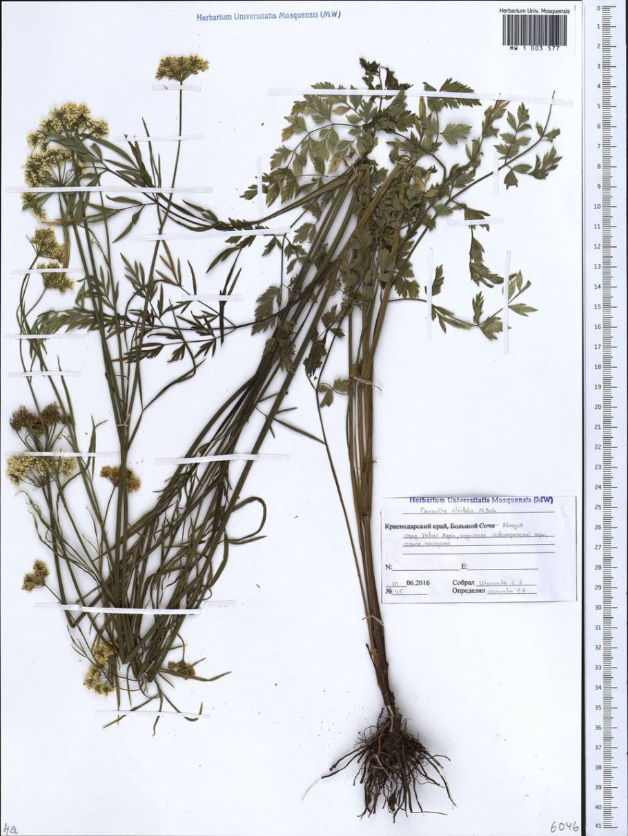 Омежник шафрановый