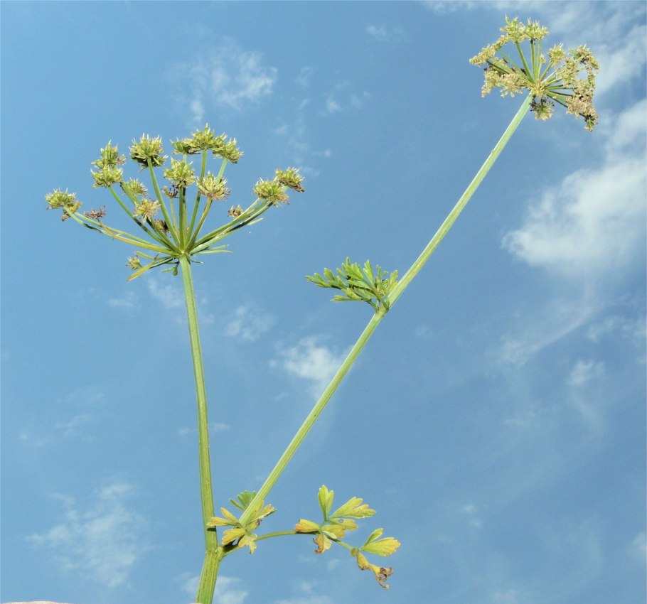 Омежник Водный рисунок