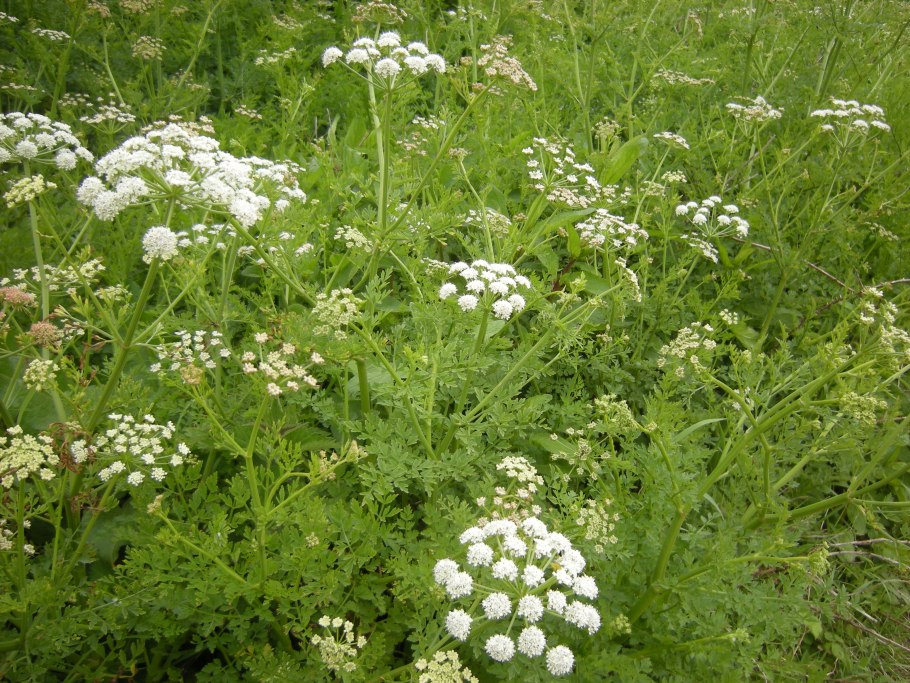 Болиголов пятнистый цикута