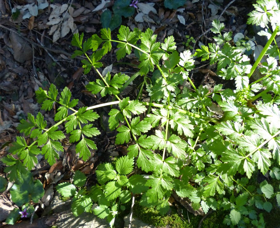 Омежник шафрановый жертвы