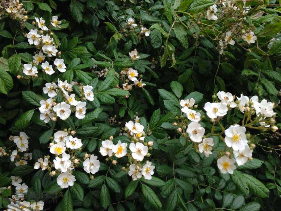 Роза Вейченблау