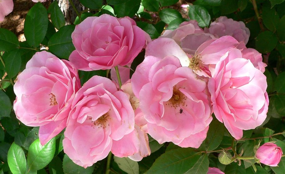 Шиповник многоцветковый