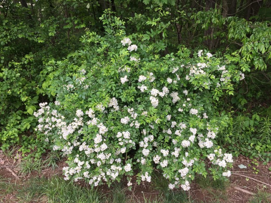 Парковая роза шиповник