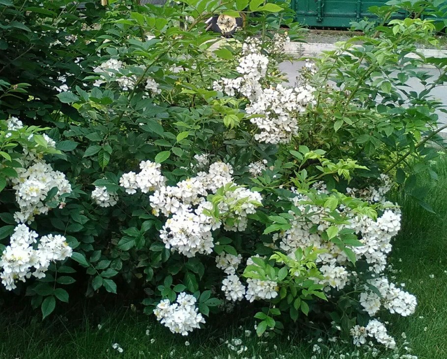 Роза мультифлора многоцветковая