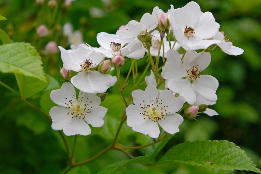 Шиповник многоцветковый Rosa multiflora