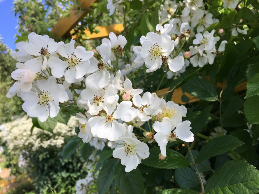 Роза многоцветковая Rosa multiflora