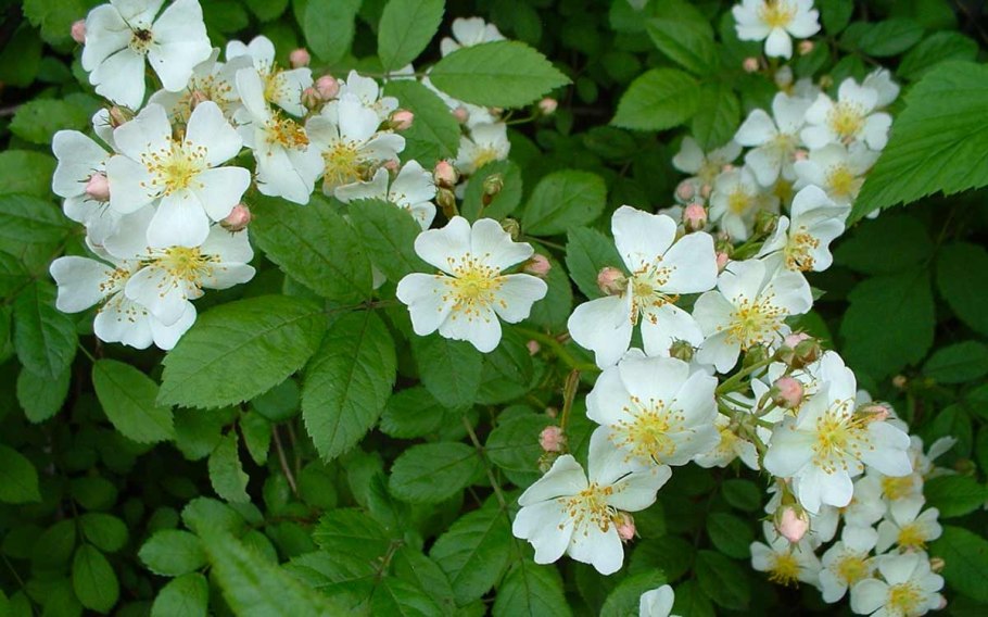 Шиповник Rosa multiflora