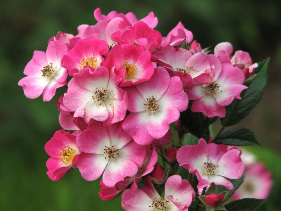 Роза мультифлора