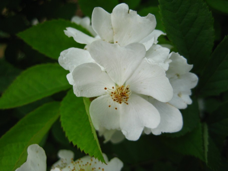 Роза многоцветковая Rosa multiflora