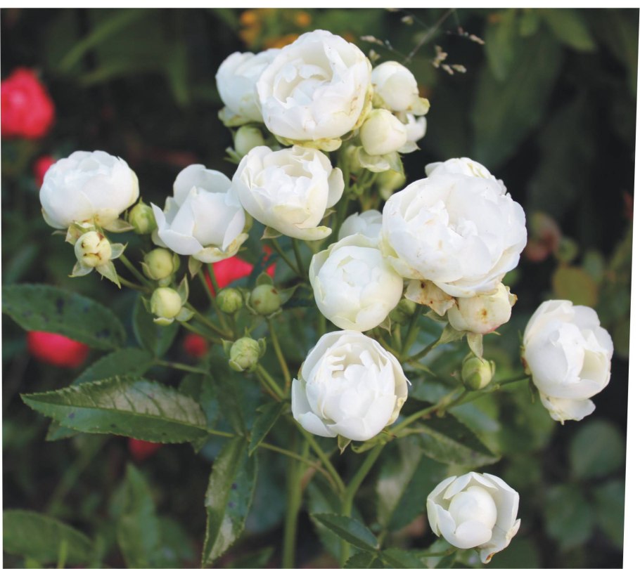 Уайт морсдаг (полиантовая)