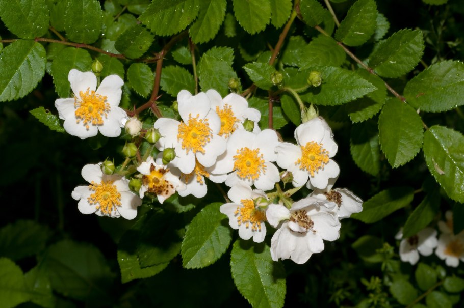 Шиповник Rosa multiflora