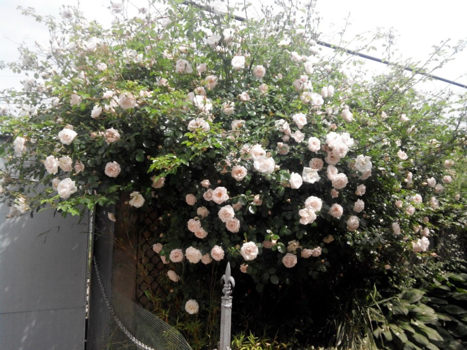 Роза плетистая нью доун