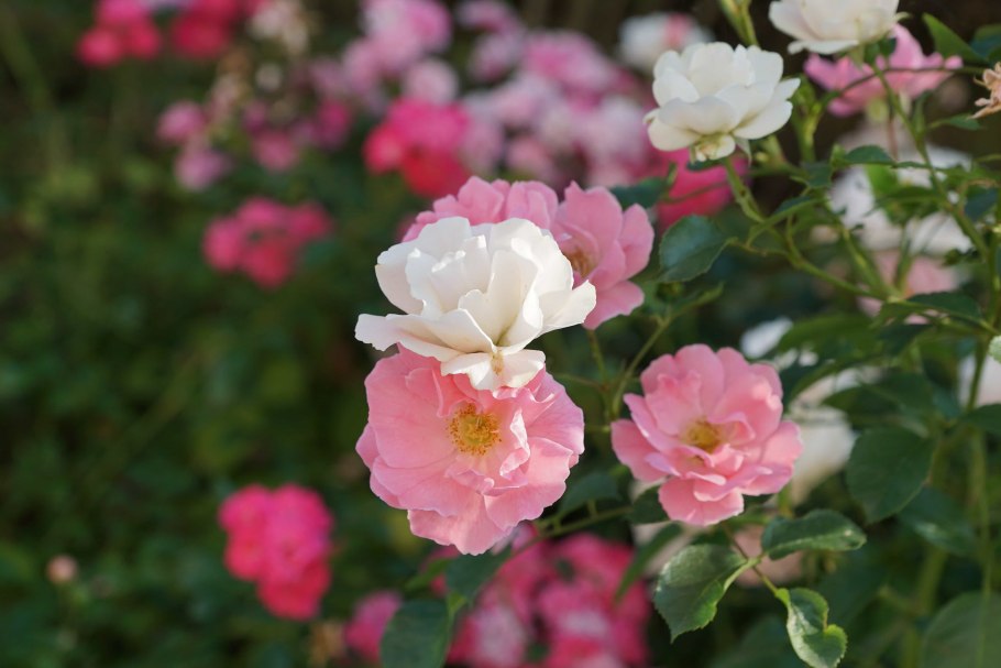 Роза флорибунда жасмина