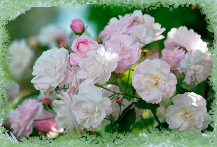 Роза Морсдаг белый