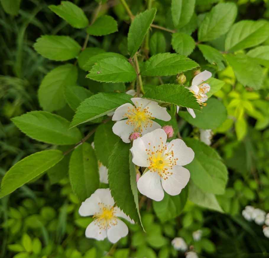 Шиповник Rosa multiflora