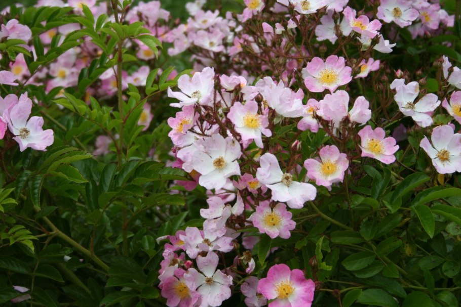 Шиповник Капуцинская роза