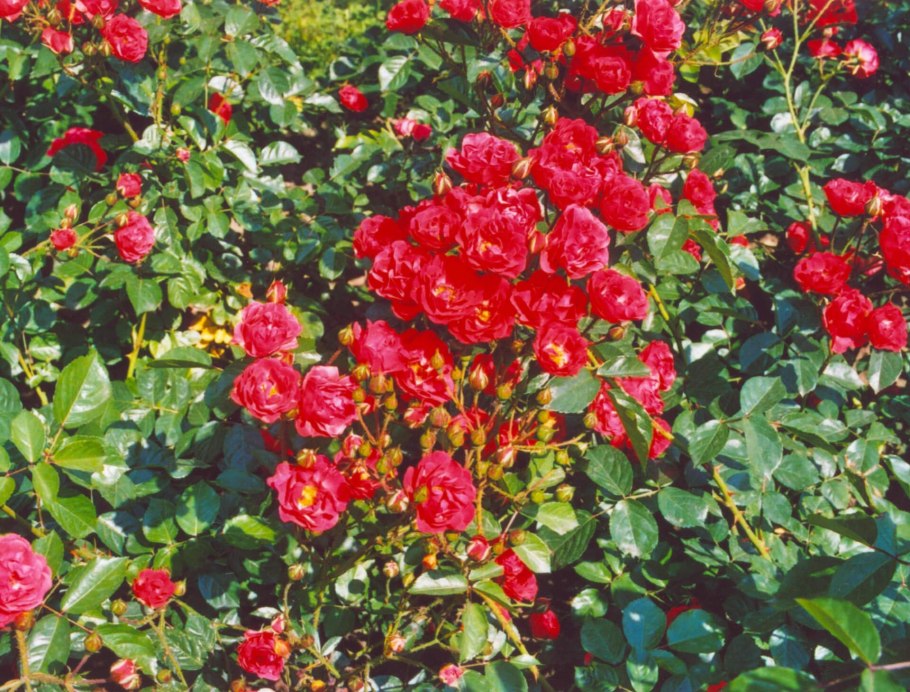 Роза многоцветковая мини садовый аромат