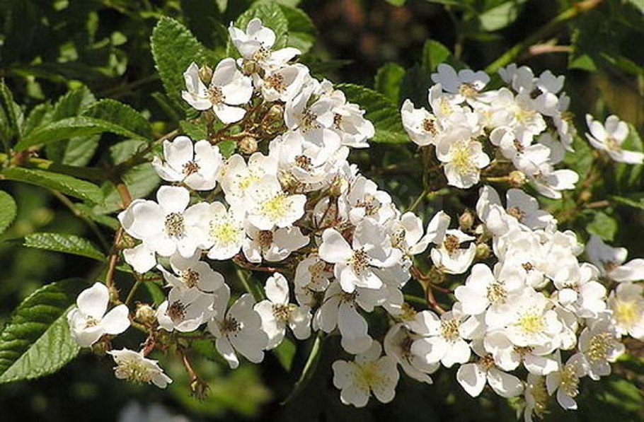 Rosa multiflora роза мультифлора