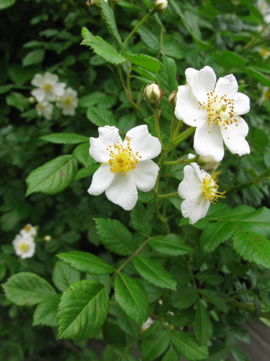 Шиповник Rosa multiflora