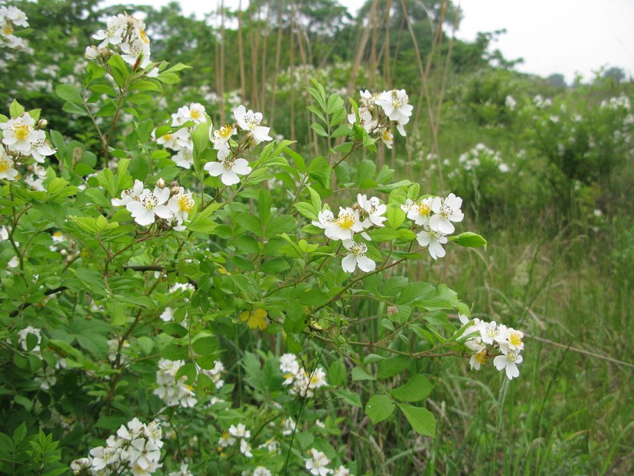 Rosa multiflora Thunb