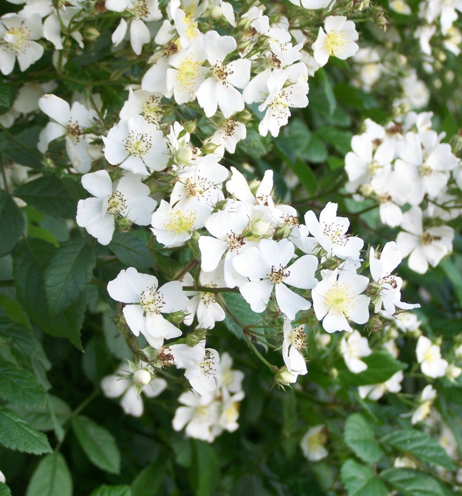 Роза мультифлора многоцветковая