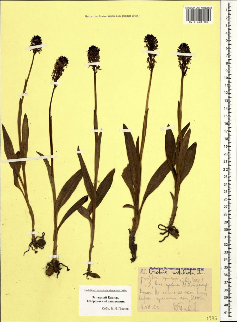 Ятрышник прованский