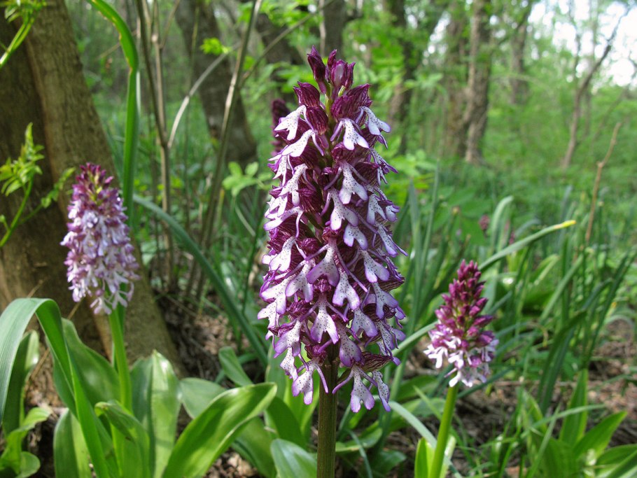 Ятрышник обожжённый