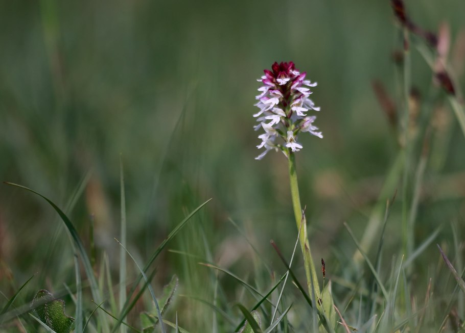 Цветок ятрышник Фукса