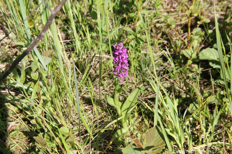 Ятрышник Пальчатокоренник