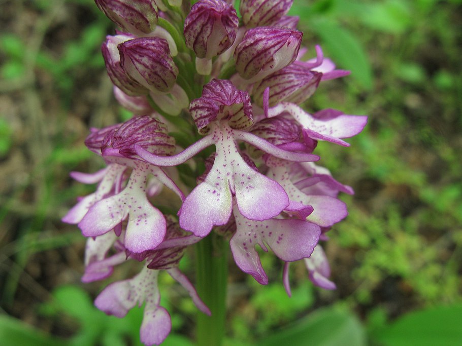 Ятрышник обожженный (Orchis ustulata l.)