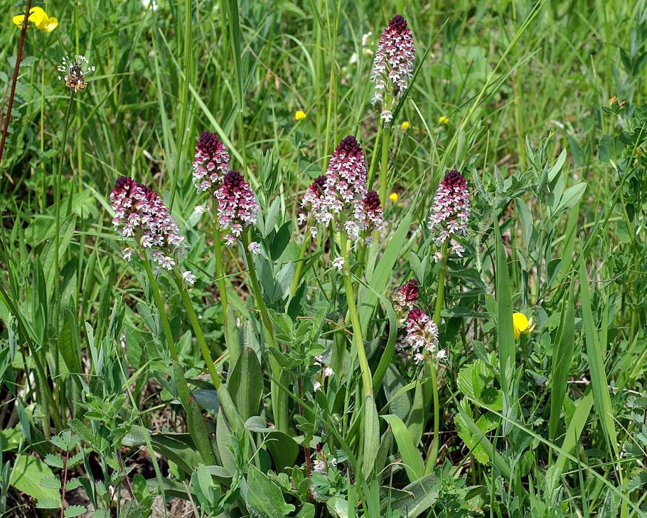 Orchis ustulata l.