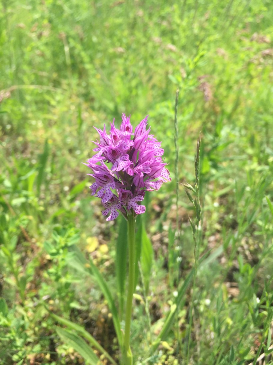 Ятрышник Пальчатокоренник