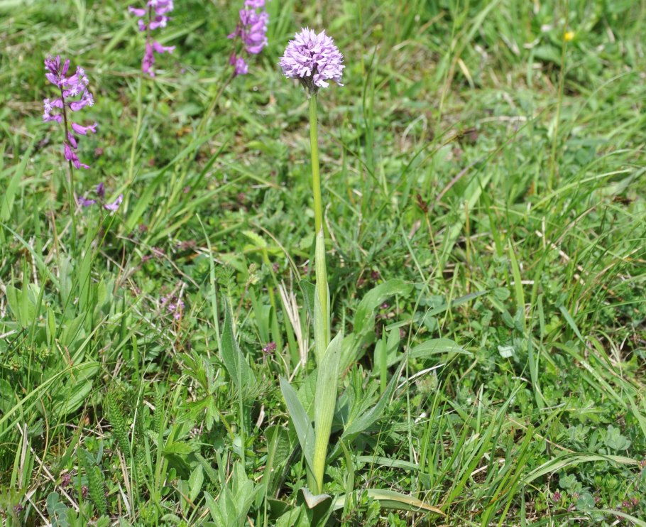 Макулата Корну