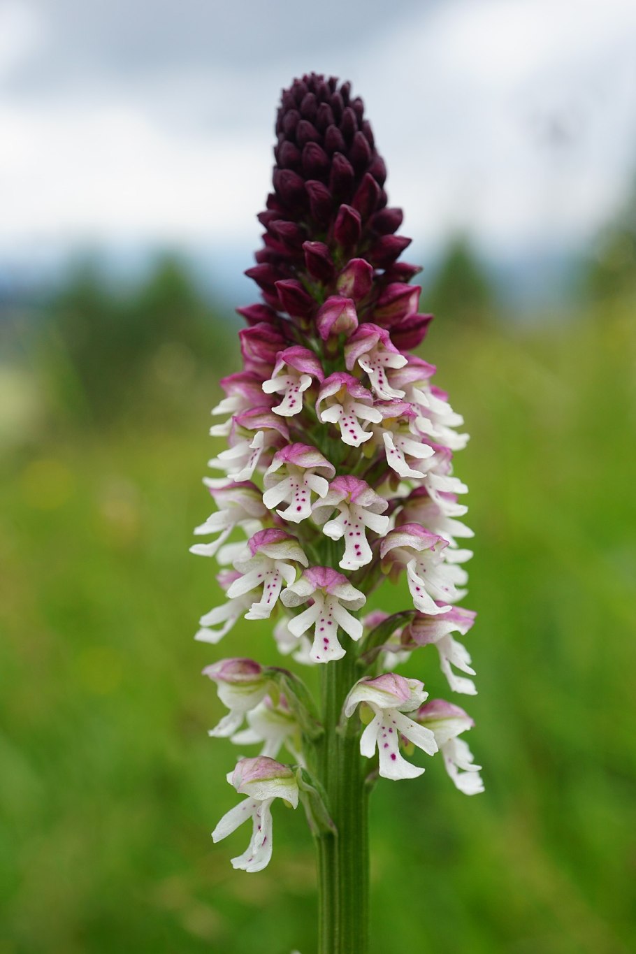 Ятрышник прованский