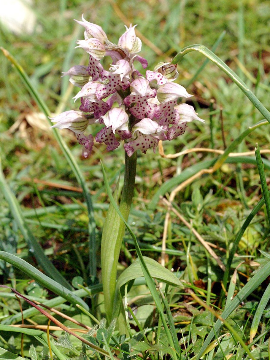 Orchis ustulata l.