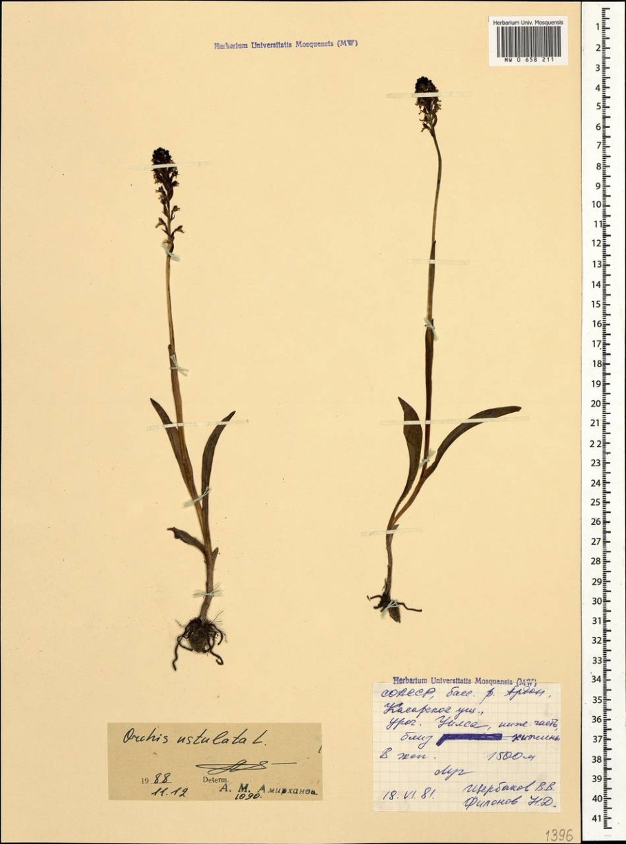 Любка ятрышник