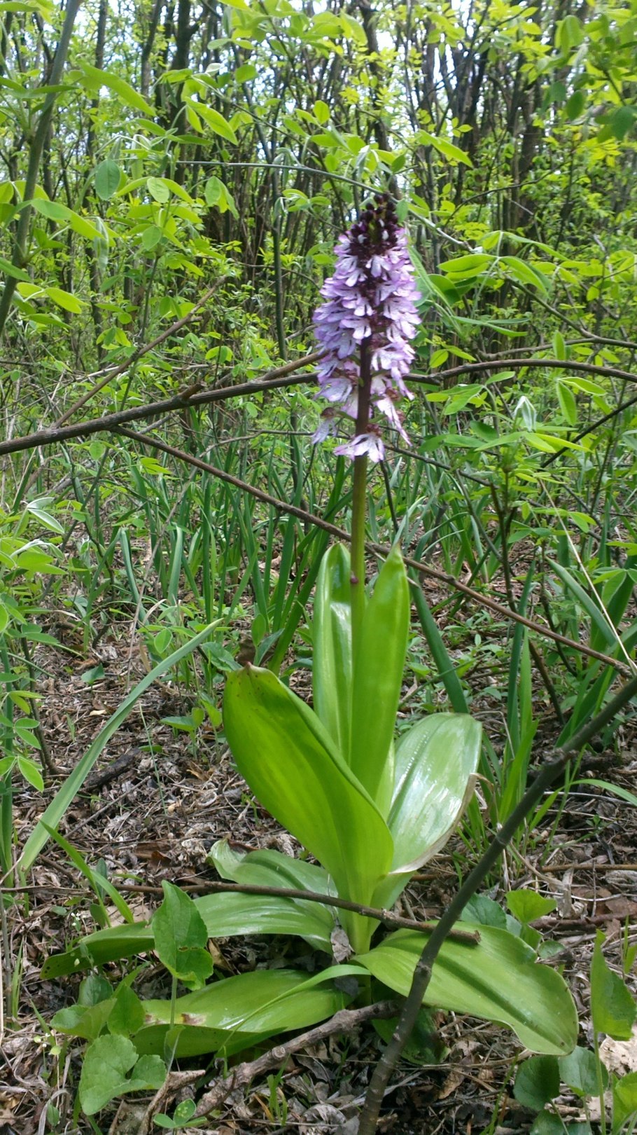 Дикая Орхидея ятрышник пятнистый