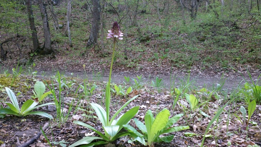 Orchis purpurea