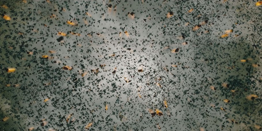 Северная Орхидея ятрышник