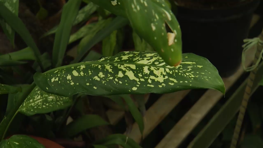 Диффенбахия пятнистая