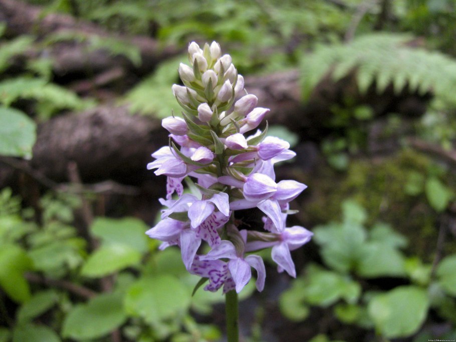 Неотинея трёхзубчатая