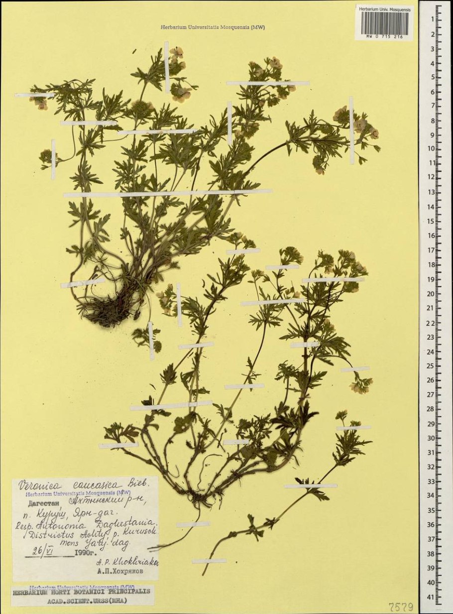 Вероника нителистная